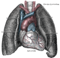 Heart and lungs