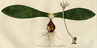 Haemanthus lanceifolius