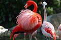 Italiano: Fenicottero Phoenicopterus ruber