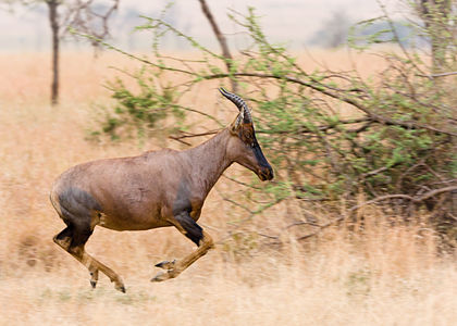 Damaliscus lunatus (Common Tsessebe)