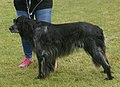 Blue Picardy Spaniel