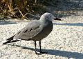 English: Grey Gull Leucophaeus modestus (cat.)