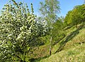 Čeština: Přírodní památka Salabka v Praze, kde je chráněné stepní rostlinné společenstvo vřesovištního typu English: Natural monument Salabka in Prague