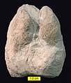 Cameloid footprint (convex hyporelief) from the Barstow Formation (Miocene) of Rainbow Basin, California.