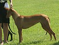 Pharaoh Hound