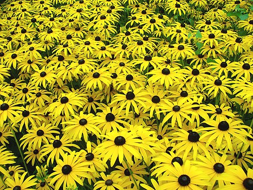 Rudbeckia hirta, Berlino, Germania