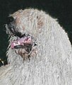 Komondor