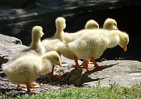 Goslings