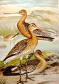 Italiano: Pittima reale Limosa limosa