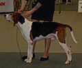 Treeing Walker Coonhound