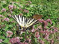 * Nomination Scarce swallowtail (Iphiclides podalirius) --Ymaup 11:05, 25 July 2009 (UTC)  Info Categories added Ymaup 09:00, 31 July 2009 (UTC) * Promotion good --Mbdortmund 19:38, 31 July 2009 (UTC)