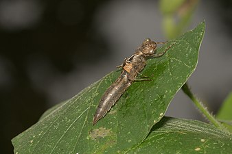 Exuvia of Gynacantha dravida