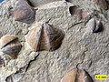 Bivalves (Aviculopecten) and brachiopods (Syringothyris) in the Logan Formation (Lower Carboniferous) of Wooster, Ohio.