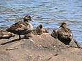 Female with ducklings; Biddeford Pool, Maine, USA