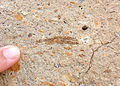 Fiamme in the Resting Spring Tuff near Shoshone, California.