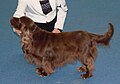 Sussex Spaniel