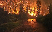 "Elk Bath" – A wildfire in the Bitterroot National Forest in Montana, United States (August 2000).