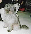 Pyrenean Sheepdog, Long-haired, grey