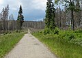 Čeština: Poničený smrkový les cestou k vrcholu Poledníku, který je součástí národního parku Šumava, nedaleko obce Prášily v okrese Klatovy English: Forest near peak Poledník, national park Šumava, near Prášily in Klatovy District