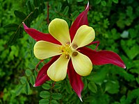 Aquilegia × hybrida.