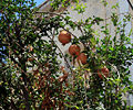 Fruit from Greece island Sími