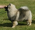 Keeshond