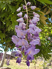 Wisteria sinensisPNPG.jpg