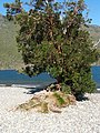 Tree in Argentina