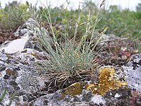 Festuca pallens