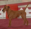 Irish Terrier