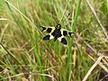 * Nomination Libelloides macaronius in Ugom-Chatkal national park. Tashkent Region, Uzbekistan. By User:26D --Красный 03:44, 24 June 2024 (UTC) * Promotion  Support Good quality. --Jakubhal 04:02, 24 June 2024 (UTC)