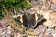 Adult, dorsal view.