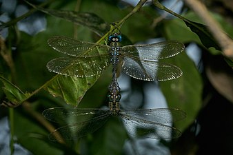 Brown darner Gynacantha dravida mating