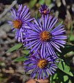 * Nomination New England aster --The Cosmonaut 01:28, 6 January 2021 (UTC) * Promotion  Support Good quality -- Johann Jaritz 03:49, 6 January 2021 (UTC)