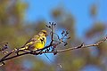 * Nomination European Greenfinch in harsh autumn morning light, eating the last berries of autumn. Photographed at Helsinki, Finland,(N):20543,(E):49048I, the copyright holder of this work, hereby publish it under the following license:. By User:Archaeodontosaurus --CptViraj 09:57, 5 August 2019 (UTC) * Promotion  Support Good quality. --Tournasol7 10:02, 5 August 2019 (UTC)