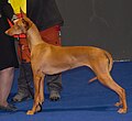 Pharaoh Hound