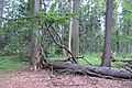 Čeština: Přírodní památka Hřebenec, nedaleko Rožmitálu pod Třemšínem v okrese Příbram (ČR) English: Natural monument Hřebenec, near Rožmitál pod Třemšínem in Příbram District (Czech Republic)