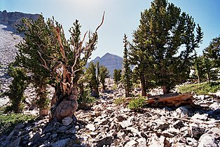 near Wheeler Peak, Nevada