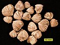 Rhynchotrema dentatum, a brachiopod from the Cincinnatian (Upper Ordovician) of southeastern Indiana.