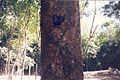 Butterfly on a tropical tree