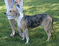 Norwegian Hound, blue merle & tan