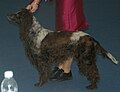 Pont-Audemer Spaniel