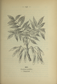 Fraxinus excelsior plate 137 in: Wayside and woodland blossoms, 1895