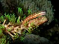 45 Ecsenius axelrodi (Australian blenny) created and uploaded by Nick Hobgood, nominated by Mila Zinkova