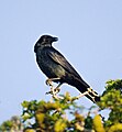 Corvus imparatus (cat.)