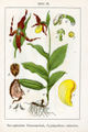 Cypripedium calceolus Tafel 21