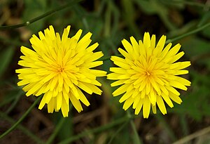 Twin yellow Taraxacum officinalis