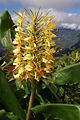 * Nomination Hedychium gardnerianum (Réunion) --B.navez 17:57, 15 April 2008 (UTC) * Promotion  CommentGood, but needs a category!--Nevit 19:05, 16 April 2008 (UTC) Slight CA fringes, but sufficient quality for QI. Lycaon 20:06, 16 April 2008 (UTC)