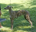 Hungarian Greyhound, brindle