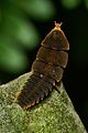 3 Lycidae-Kadavoor-2017-05-22-001 uploaded by Jkadavoor, nominated by Jkadavoor